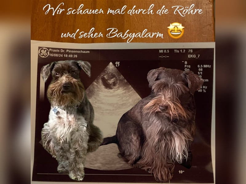 American Schnauzer Welpen liver parti + liver