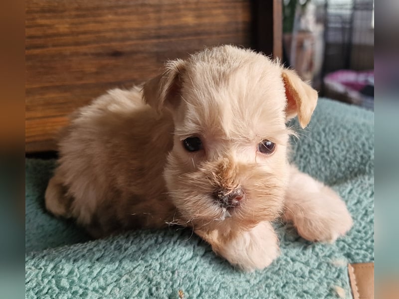 American Schnauzer