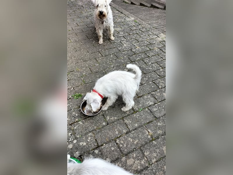 Zwergschnauzer,weiss