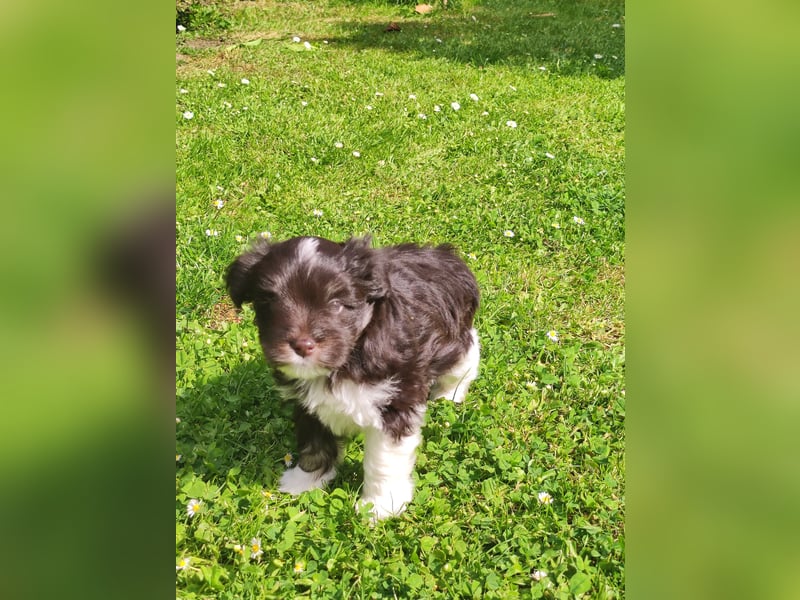 American zwergschnauzer BRUNO
