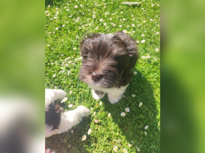 American zwergschnauzer BRUNO