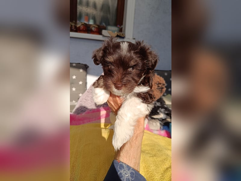 American zwergschnauzer BRUNO