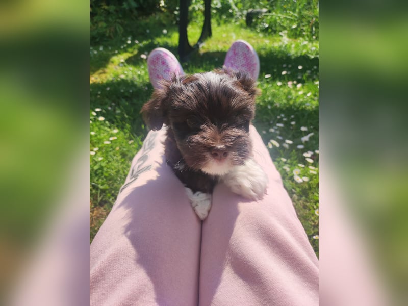 American zwergschnauzer BRUNO