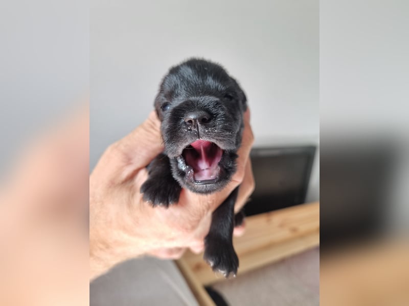 Zwergschnauzer schwarz