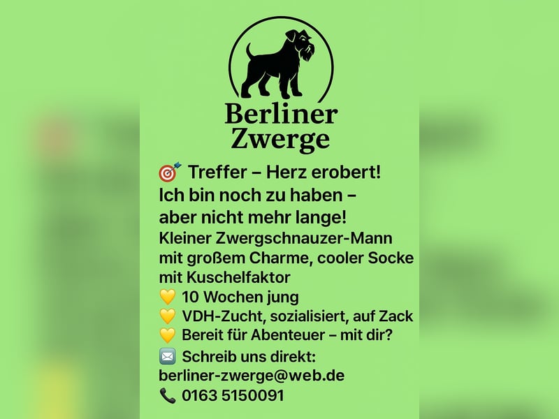 Welpen weiß Zwergschnauzer Rüde