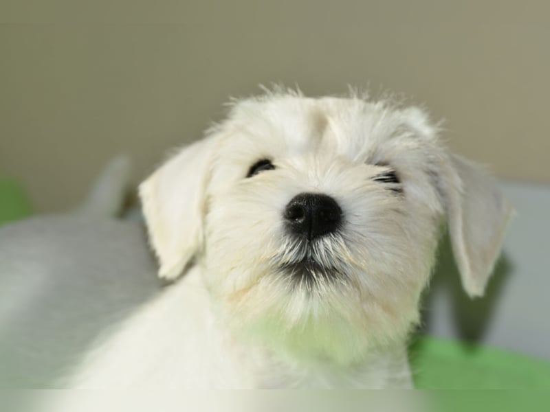 Welpen weiß Zwergschnauzer Rüde