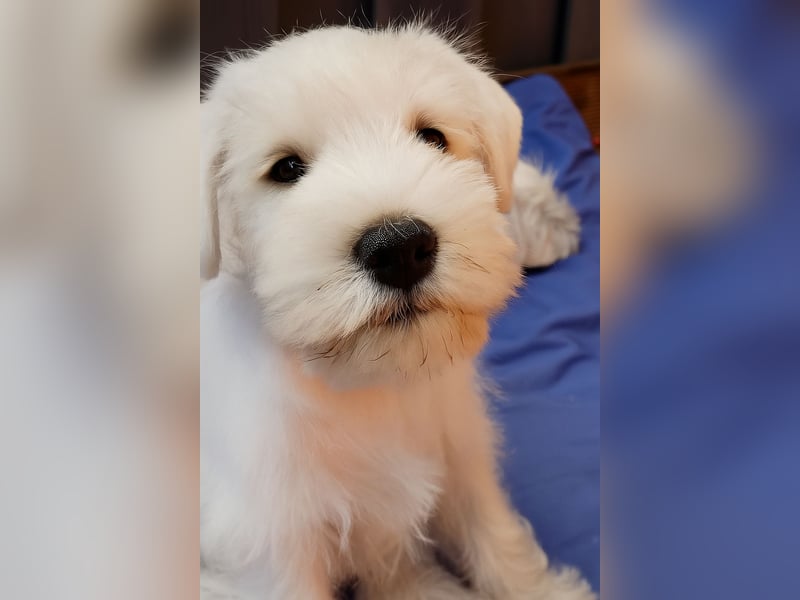 Welpen weiß Zwergschnauzer Rüde