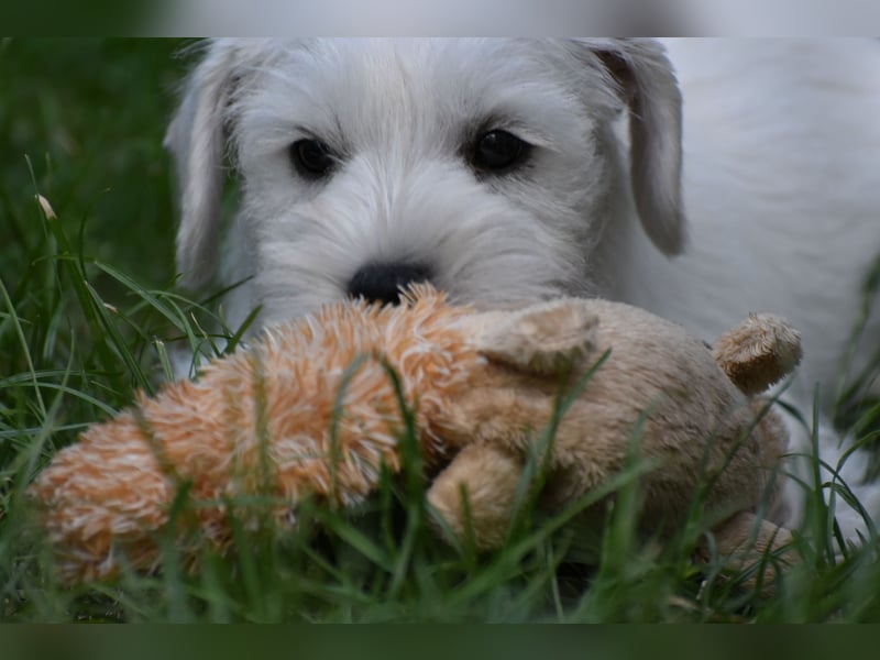 Welpen weiß Zwergschnauzer Rüde