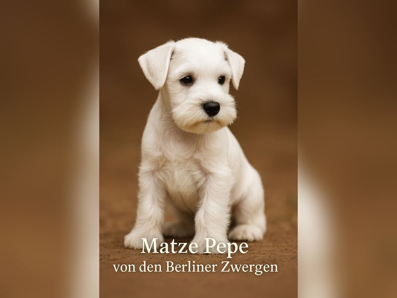 Welpen weiß Zwergschnauzer Rüde
