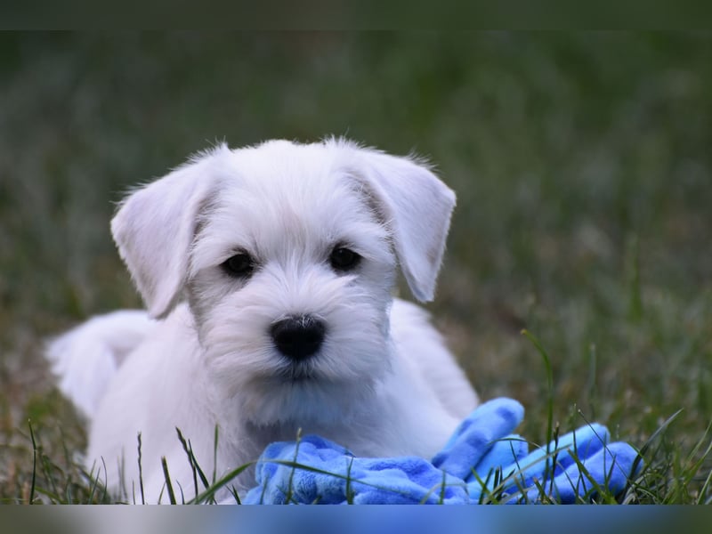 Welpen weiß Zwergschnauzer Rüde