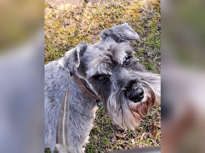Zwergschnauzer abzugeben