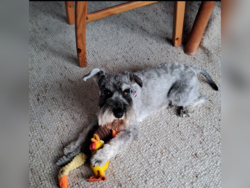 Zwergschnauzer abzugeben