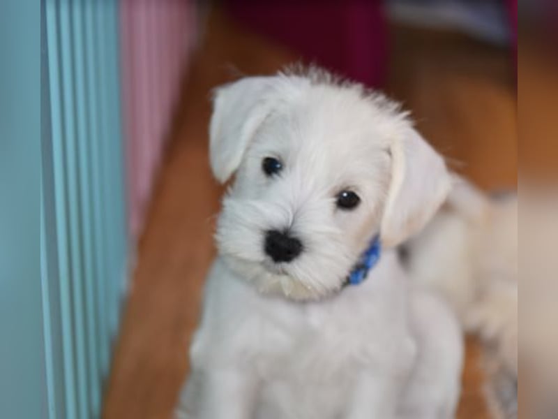 Zwergschnauzer Rüde weiß