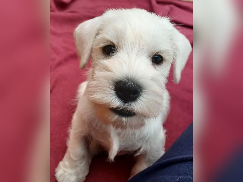 Welpen weiß Zwergschnauzer Hündin