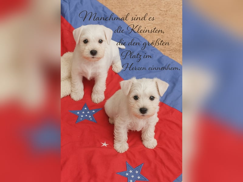 Welpen weiß Zwergschnauzer