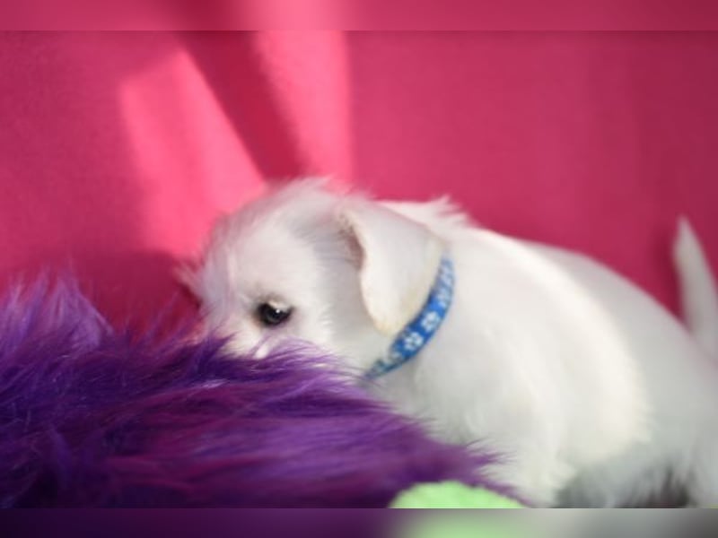 Zwergschnauzer Rüde weiß