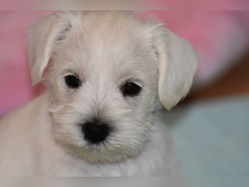 Welpen weiß Zwergschnauzer Rüde und Hündin