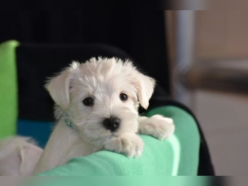 Zwergschnauzer Rüde weiß