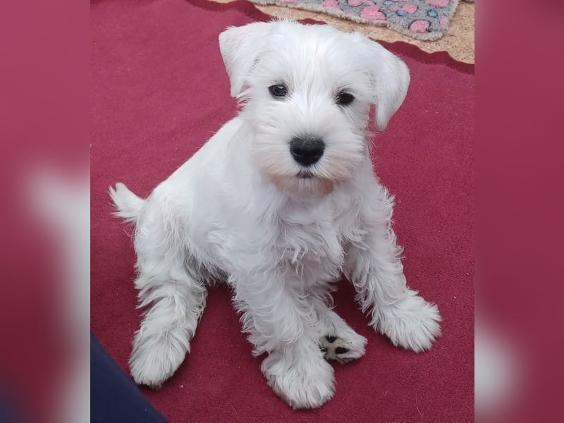 Welpen weiß Zwergschnauzer Hündin
