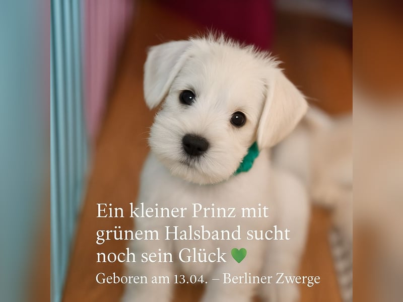 Welpen weiß Zwergschnauzer Hündin