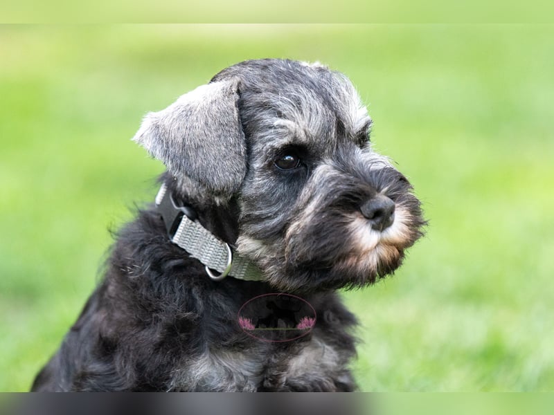 Zwergschnauzerwelpen suchen noch ihr Für-Immer-Zuhause
