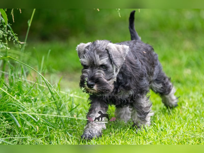 Zwergschnauzerwelpen suchen noch ihr Für-Immer-Zuhause