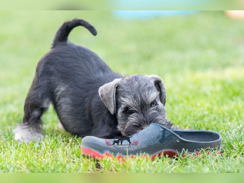 Zwergschnauzerwelpen suchen noch ihr Für-Immer-Zuhause