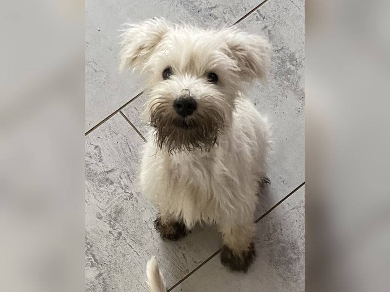 Weiße Zwergschnauzer Welpen nicht haarend reinrassig