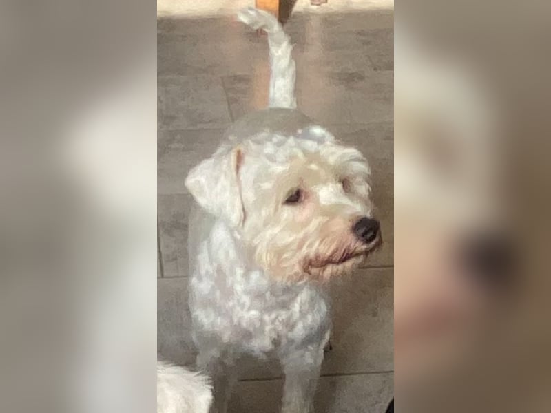 Weiße Zwergschnauzer Welpen nicht haarend reinrassig