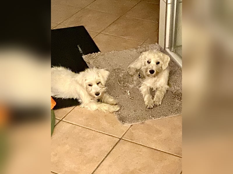 Weiße Zwergschnauzer Welpen nicht haarend reinrassig
