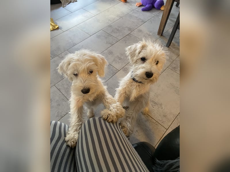 Weiße Zwergschnauzer Welpen nicht haarend reinrassig