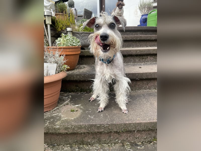 American Schnauzer Wurferwartung
