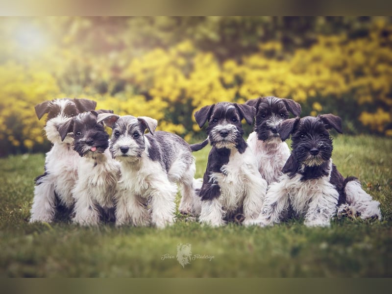 American Schnauzer Wurferwartung