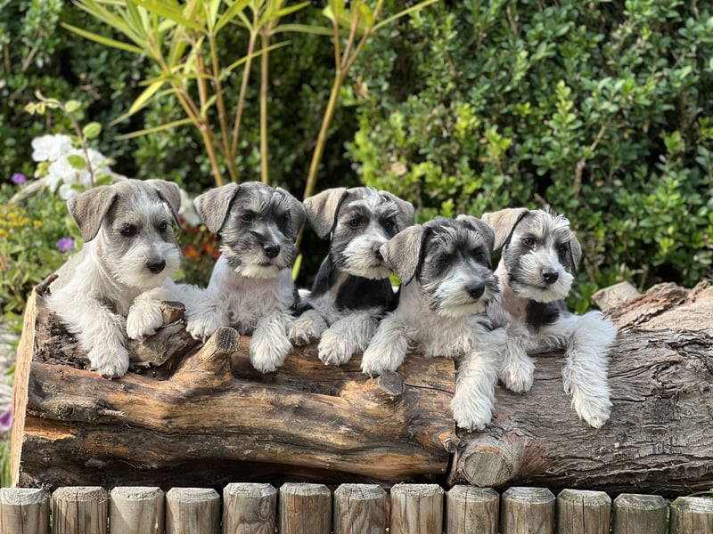 American Schnauzer Wurferwartung