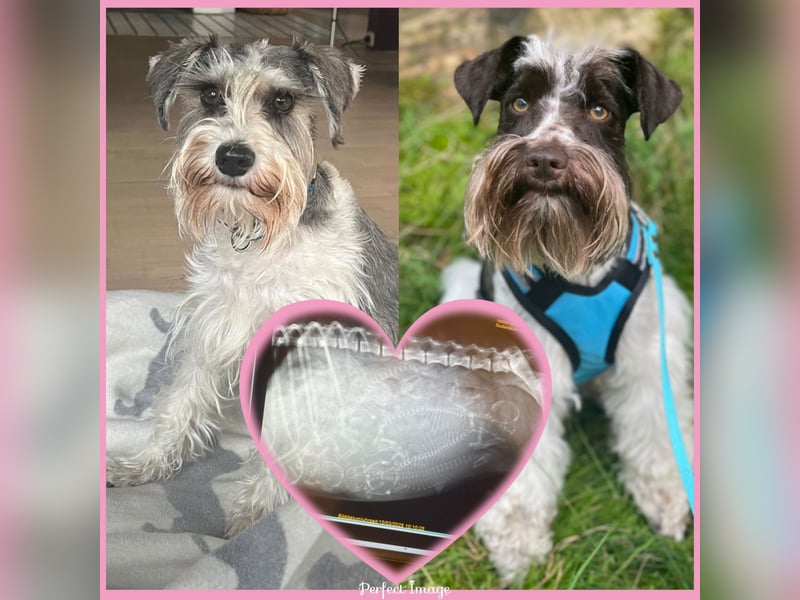 American Schnauzer Wurferwartung