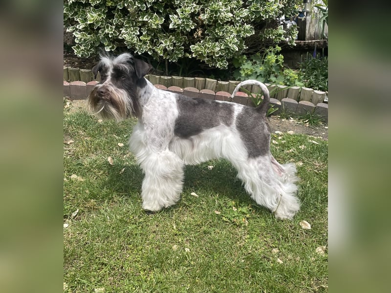 American Schnauzer Wurferwartung