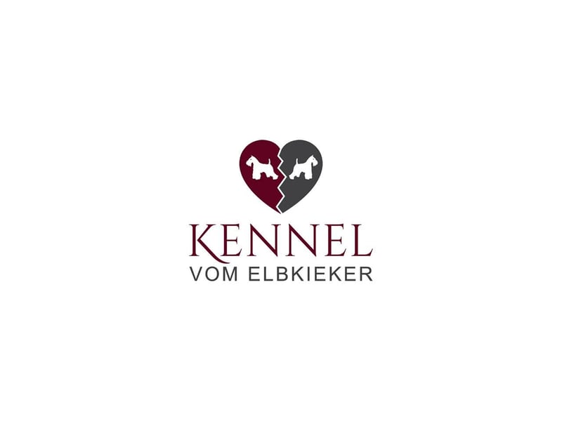 Weiße Zwergschnauzer vom Elbkieker Verpaarung geplant im Juni/Juli 2025
