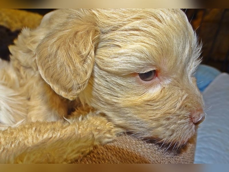 American Toyschnauzer in seltenen Farben