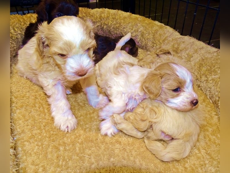 American Toyschnauzer in seltenen Farben