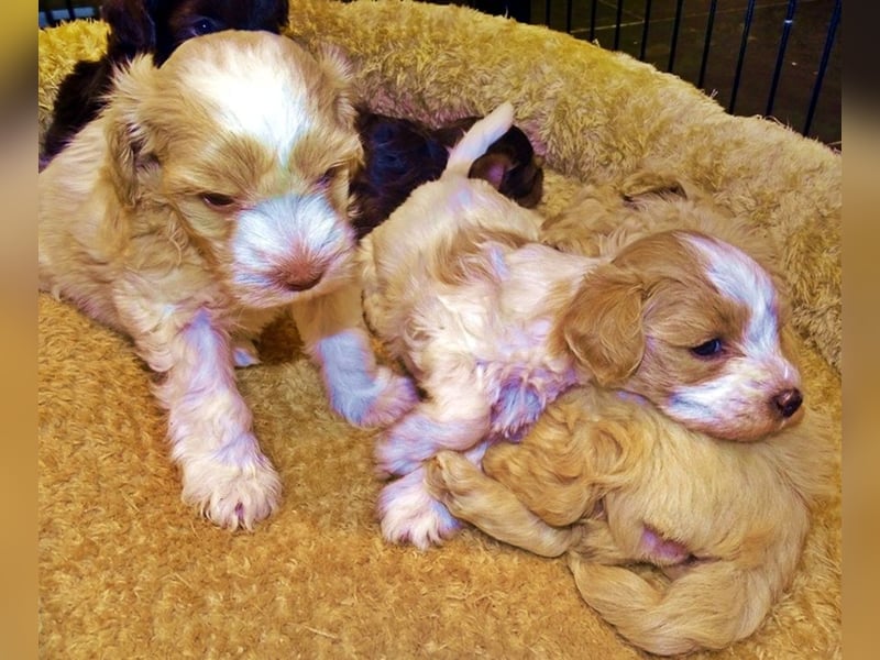 American Toyschnauzer in seltenen Farben