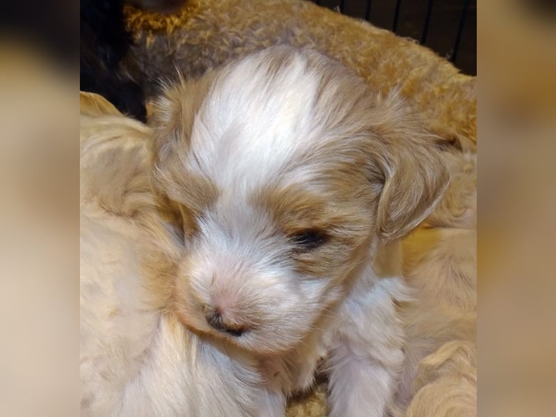 American Toyschnauzer in seltenen Farben