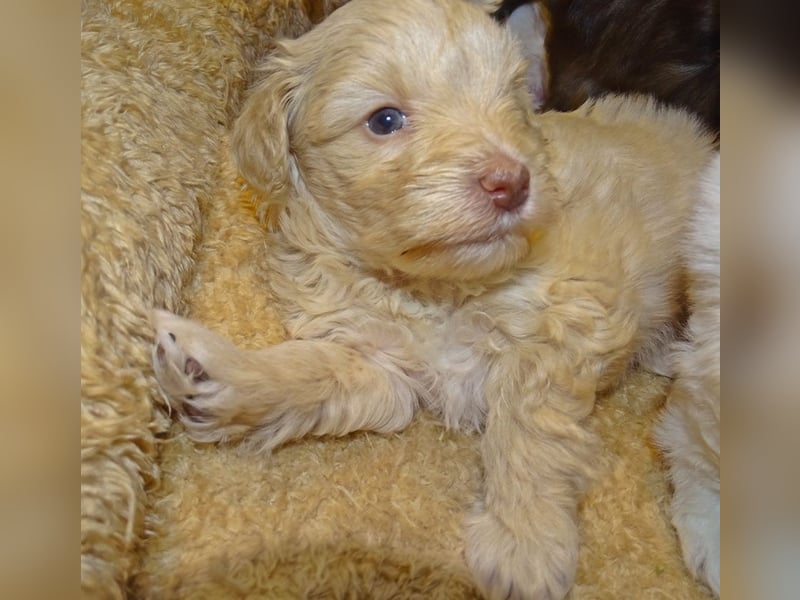 American Toyschnauzer in seltenen Farben