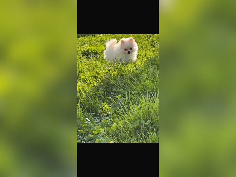 Pomeranian Zwerg spitz