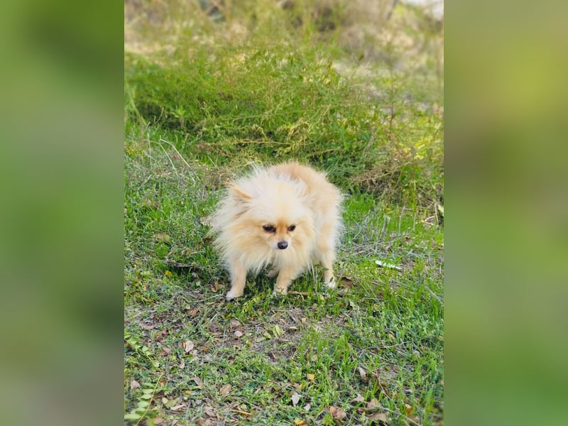 Pomeranien Banu sucht ein Zuhause