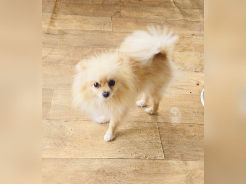 Pomeranien Banu sucht ein Zuhause