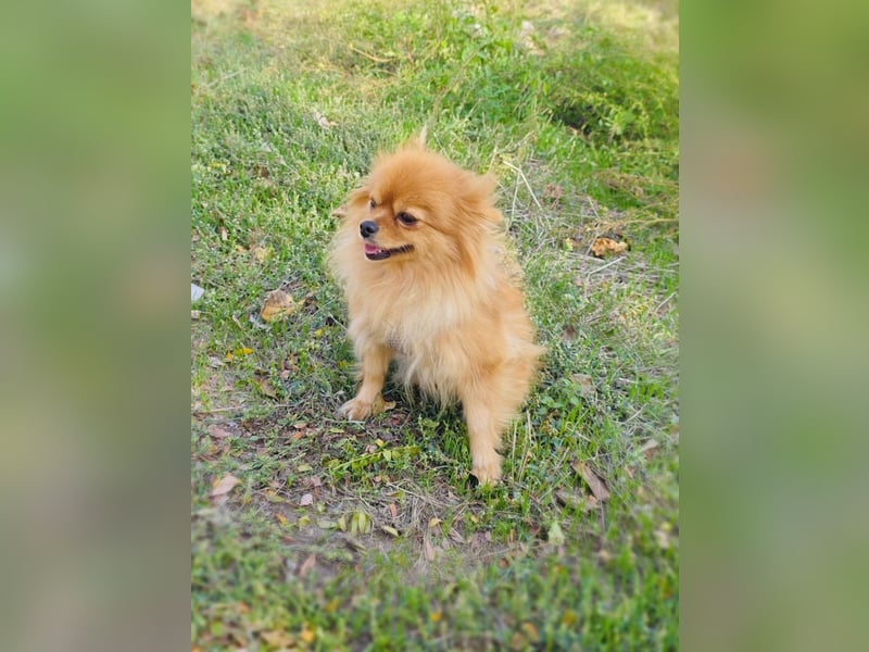 Marcy ein Pomeranien Spitz