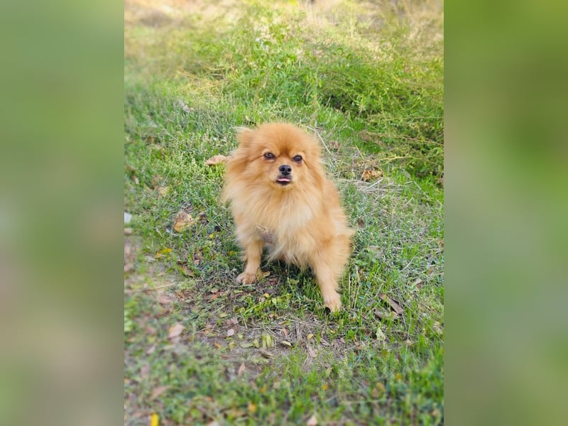 Marcy ein Pomeranien Spitz