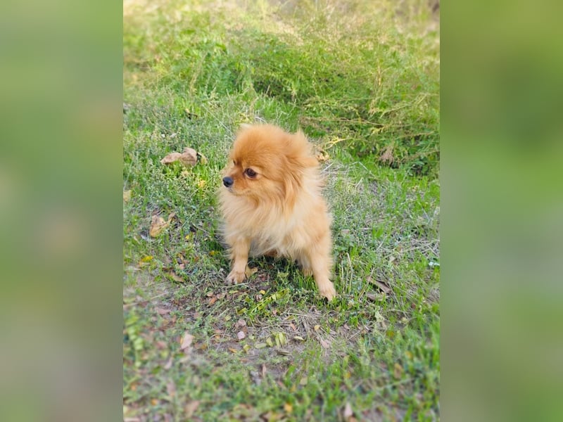 Marcy ein Pomeranien Spitz