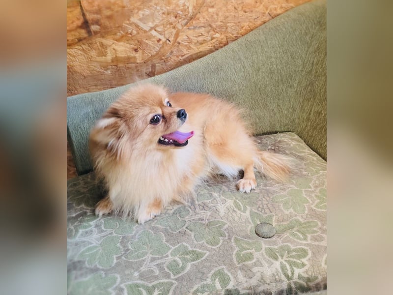 Marcy ein Pomeranien Spitz