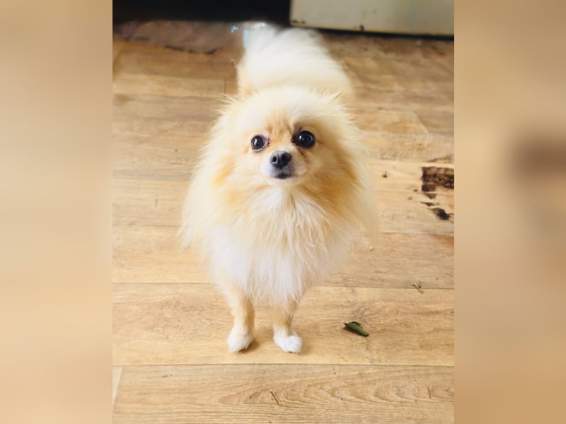 Pomeranien Banu sucht ein Zuhause
